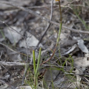 Diuris semilunulata at Rendezvous Creek, ACT - 17 Nov 2016