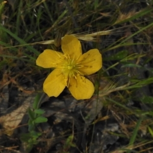 Hypericum gramineum at Gungahlin, ACT - 20 Nov 2016 09:21 AM