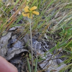 Hypericum gramineum at Gungahlin, ACT - 20 Nov 2016 09:21 AM