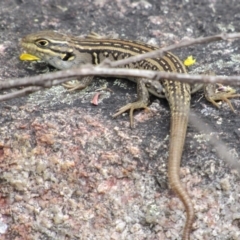 Liopholis whitii (White's Skink) at Rendezvous Creek, ACT - 20 Nov 2016 by KShort