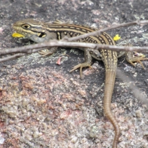 Liopholis whitii at Rendezvous Creek, ACT - 20 Nov 2016