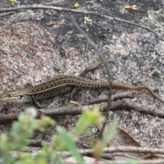 Liopholis whitii at Rendezvous Creek, ACT - 20 Nov 2016