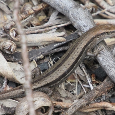 Lampropholis guichenoti (Common Garden Skink) at Namadgi National Park - 20 Nov 2016 by KShort