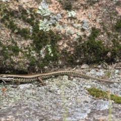 Eulamprus tympanum (Southern Water Skink) at Namadgi National Park - 20 Nov 2016 by KShort