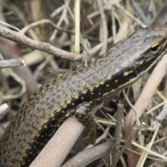 Eulamprus heatwolei (Yellow-bellied Water Skink) at Rendezvous Creek, ACT - 20 Nov 2016 by KShort