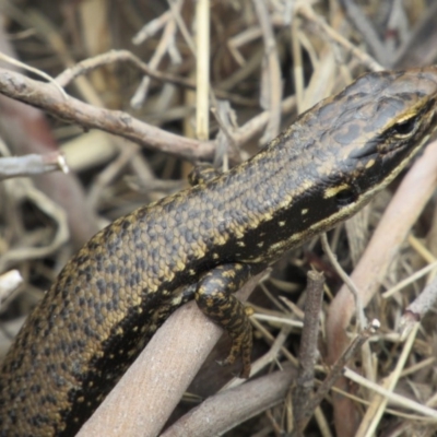 Eulamprus heatwolei (Yellow-bellied Water Skink) at Rendezvous Creek, ACT - 20 Nov 2016 by KShort