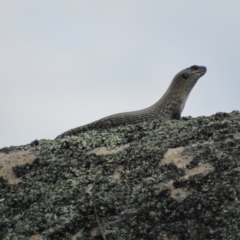 Egernia cunninghami (Cunningham's Skink) at Namadgi National Park - 20 Nov 2016 by KShort