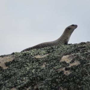 Egernia cunninghami at Rendezvous Creek, ACT - 20 Nov 2016