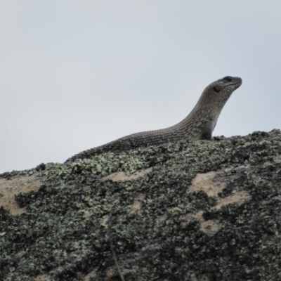 Egernia cunninghami (Cunningham's Skink) at Rendezvous Creek, ACT - 20 Nov 2016 by KShort