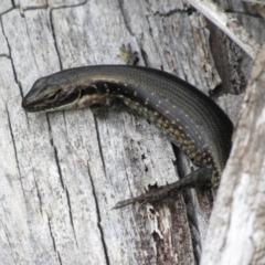 Eulamprus tympanum (Southern Water Skink) at Rendezvous Creek, ACT - 20 Nov 2016 by KShort