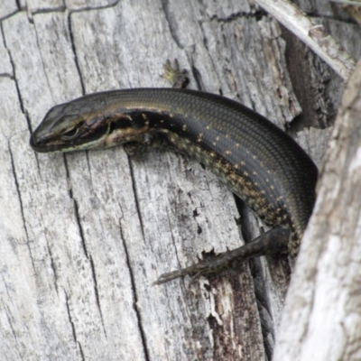 Eulamprus tympanum (Southern Water Skink) at Namadgi National Park - 20 Nov 2016 by KShort