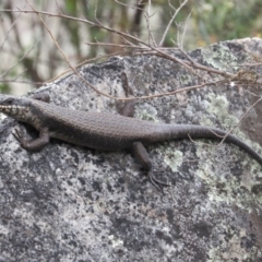 Egernia saxatilis (Black Rock Skink) at Namadgi National Park - 20 Nov 2016 by KShort