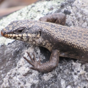 Egernia saxatilis at Rendezvous Creek, ACT - 20 Nov 2016 01:55 PM