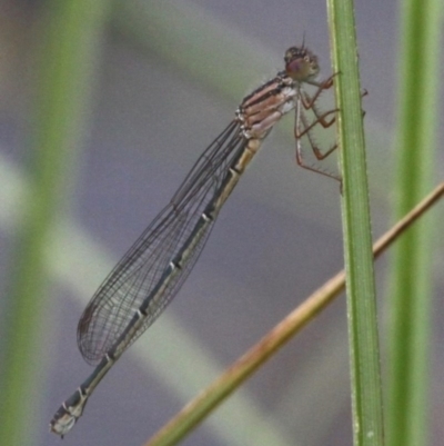 Xanthagrion erythroneurum (Red & Blue Damsel) at Molonglo River Reserve - 9 Oct 2016 by HarveyPerkins