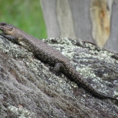 Egernia cunninghami (Cunningham's Skink) at Namadgi National Park - 20 Nov 2016 by KShort