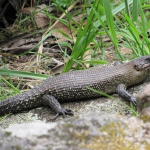 Egernia cunninghami at Rendezvous Creek, ACT - 20 Nov 2016