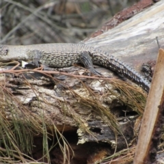 Egernia cunninghami (Cunningham's Skink) at Namadgi National Park - 20 Nov 2016 by KShort