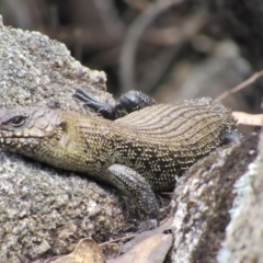 Egernia cunninghami (Cunningham's Skink) at Namadgi National Park - 20 Nov 2016 by KShort