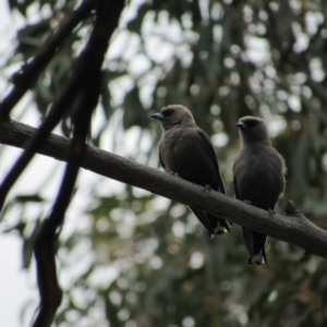 Artamus cyanopterus at Rendezvous Creek, ACT - 20 Nov 2016