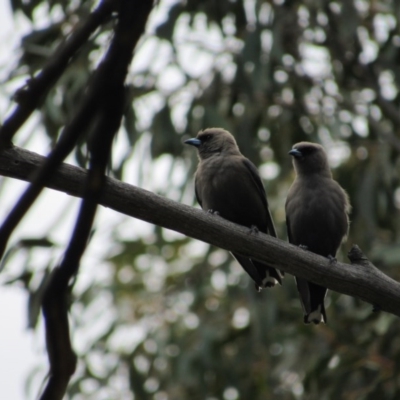 Artamus cyanopterus (Dusky Woodswallow) at Rendezvous Creek, ACT - 20 Nov 2016 by KShort