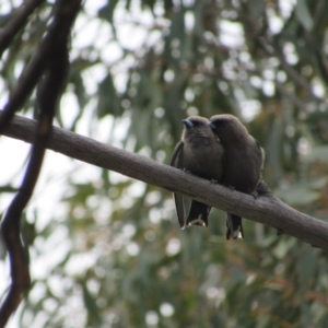 Artamus cyanopterus at Rendezvous Creek, ACT - 20 Nov 2016