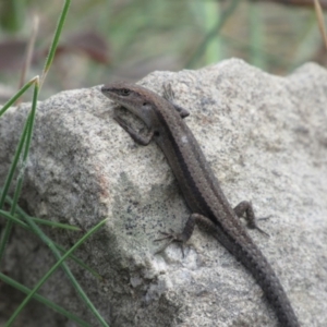 Lampropholis guichenoti at Rendezvous Creek, ACT - 20 Nov 2016