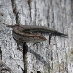 Lampropholis guichenoti (Common Garden Skink) at Rendezvous Creek, ACT - 20 Nov 2016 by KShort