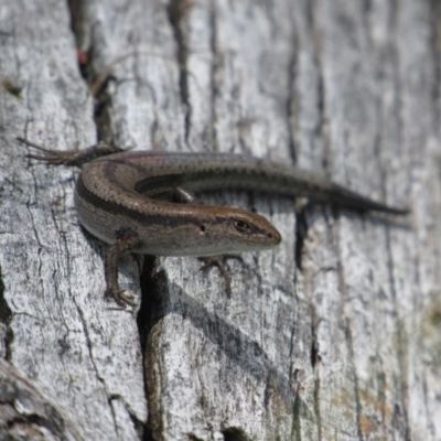 Lampropholis guichenoti (Common Garden Skink) at Namadgi National Park - 20 Nov 2016 by KShort