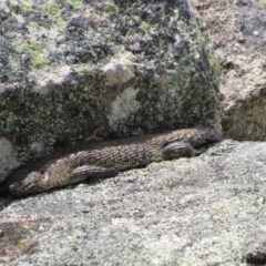 Egernia cunninghami (Cunningham's Skink) at Namadgi National Park - 20 Nov 2016 by KShort