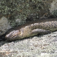 Egernia cunninghami at Rendezvous Creek, ACT - 20 Nov 2016 01:27 PM