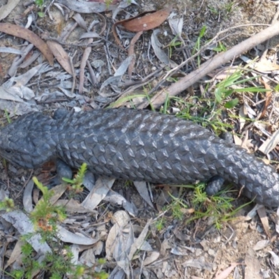 Tiliqua rugosa (Shingleback Lizard) at Kowen, ACT - 18 Nov 2015 by JanetRussell