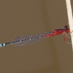 Xanthagrion erythroneurum (Red & Blue Damsel) at Duffy, ACT - 26 Mar 2016 by HarveyPerkins