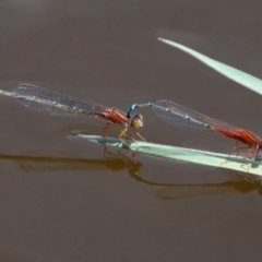 Xanthagrion erythroneurum (Red & Blue Damsel) at Fyshwick, ACT - 28 Jan 2016 by HarveyPerkins