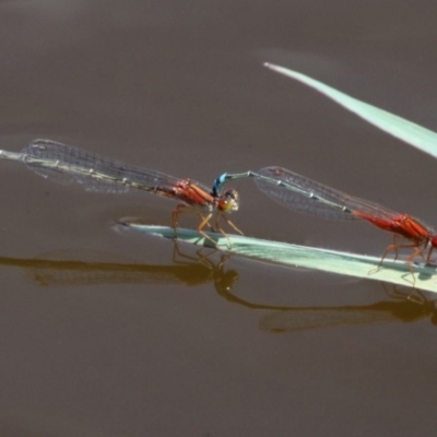 Xanthagrion erythroneurum (Red & Blue Damsel) at Fyshwick, ACT - 28 Jan 2016 by HarveyPerkins