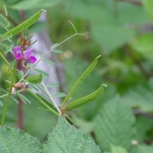 Vicia sativa at Red Hill, ACT - 20 Nov 2016 07:18 AM