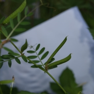 Vicia sativa at Red Hill, ACT - 20 Nov 2016 07:18 AM