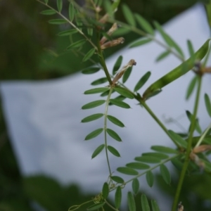 Vicia sativa at Red Hill, ACT - 20 Nov 2016 07:18 AM