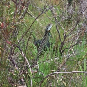 Intellagama lesueurii howittii at Cotter River, ACT - 21 Nov 2016 09:05 AM