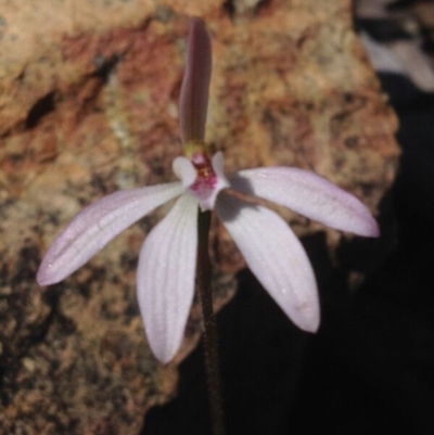 Caladenia fuscata (Dusky Fingers) at Point 15 - 28 Sep 2016 by PeterR