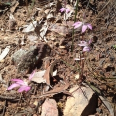 Caladenia fuscata at Point 15 - 28 Sep 2016