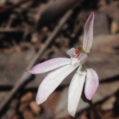 Caladenia fuscata (Dusky Fingers) at Molonglo Valley, ACT - 27 Sep 2016 by PeterR