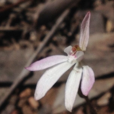 Caladenia fuscata (Dusky Fingers) at Black Mountain - 27 Sep 2016 by PeterR