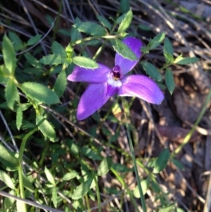 Glossodia major at Point 15 - 13 Oct 2016