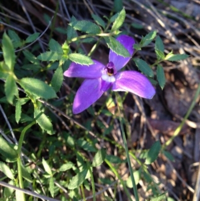 Glossodia major (Wax Lip Orchid) at Point 15 - 13 Oct 2016 by PeterR