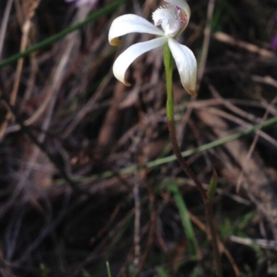 Caladenia ustulata (Brown Caps) at Molonglo Valley, ACT - 12 Oct 2016 by PeterR