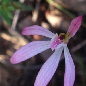 Caladenia fuscata at Point 16 - 13 Oct 2016