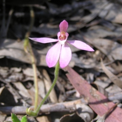 Caladenia carnea (Pink Fingers) at Canberra Central, ACT - 17 Oct 2008 by MatthewFrawley