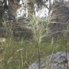 Austrostipa scabra subsp. falcata (Rough Spear-grass) at Legacy Park Woodland Reserve - 20 Nov 2016 by SilkeSma