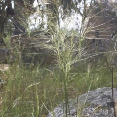 Austrostipa scabra subsp. falcata (Rough Spear-grass) at Campbell, ACT - 21 Nov 2016 by SilkeSma