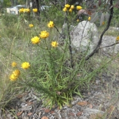 Xerochrysum viscosum (Sticky Everlasting) at Legacy Park Woodland Reserve - 20 Nov 2016 by SilkeSma